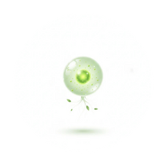 Plant Stem Cells